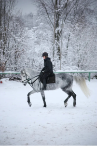 Конеперевозки