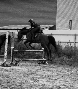 Аренда лошадей