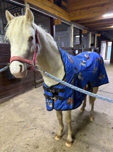 Конеперевозки